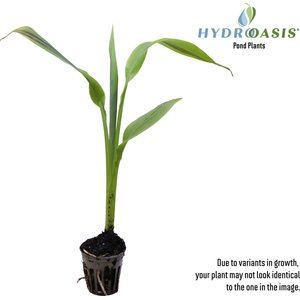 HydrOasis Assorted Canna Lily Potted Live Pond Plant, 3 count