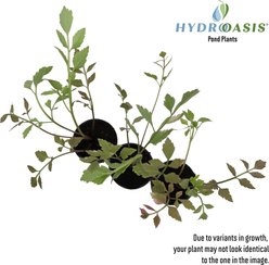 HydrOasis Water Celery Potted Live Pond Plant, 3 count slide 2 of 6