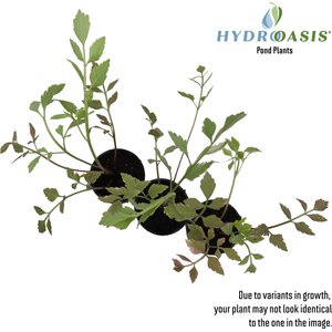 HydrOasis Water Celery Potted Live Pond Plant, 3 count