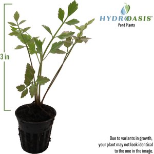 HydrOasis Water Celery Potted Live Pond Plant, 3 count