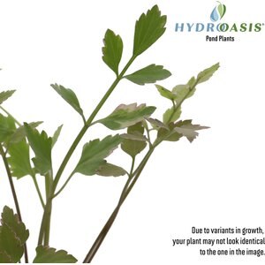HydrOasis Water Celery Potted Live Pond Plant, 3 count