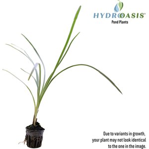 HydrOasis Society Garlic Potted Live Pond Plant, 3 count