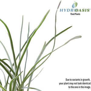 HydrOasis Society Garlic Potted Live Pond Plant, 3 count