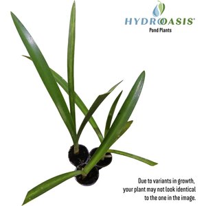 HydrOasis Spider Lily Potted Live Pond Plant, 3 count