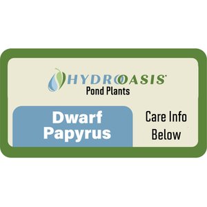 HydrOasis Dwarf Papyrus Potted Live Pond Plant, 3 count