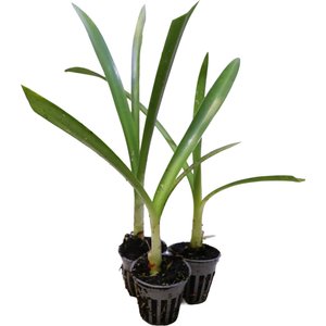 HydrOasis Spider Lily Potted Live Pond Plant, 3 count