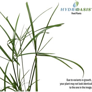 HydrOasis Dwarf Umbrella Palm Potted Live Pond Plant, 3 count