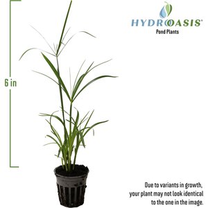HydrOasis Dwarf Umbrella Palm Potted Live Pond Plant, 3 count