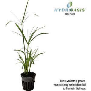 HydrOasis Dwarf Umbrella Palm Potted Live Pond Plant, 3 count