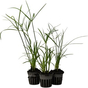 HydrOasis Dwarf Umbrella Palm Potted Live Pond Plant, 3 count