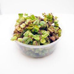 HydrOasis Red Root Floater Live Pond & Aquarium Plant