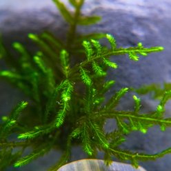 HydrOasis Christmas Moss Live Aquarium Plant Portion slide 2 of 4