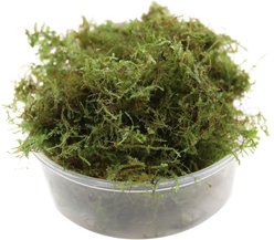 HydrOasis Christmas Moss Live Aquarium Plant Portion
