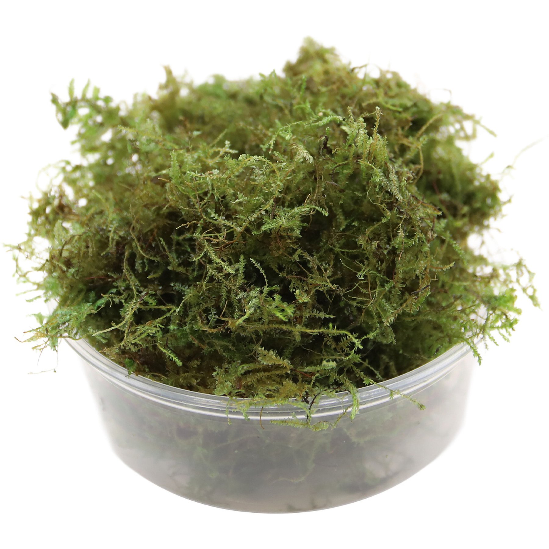 HydrOasis Christmas Moss Live Aquarium Plant Portion