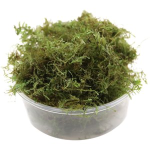 HydrOasis Christmas Moss Live Aquarium Plant Portion