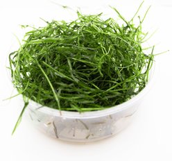 HydrOasis Guppy Grass Live Pond & Aquarium Plant Portion