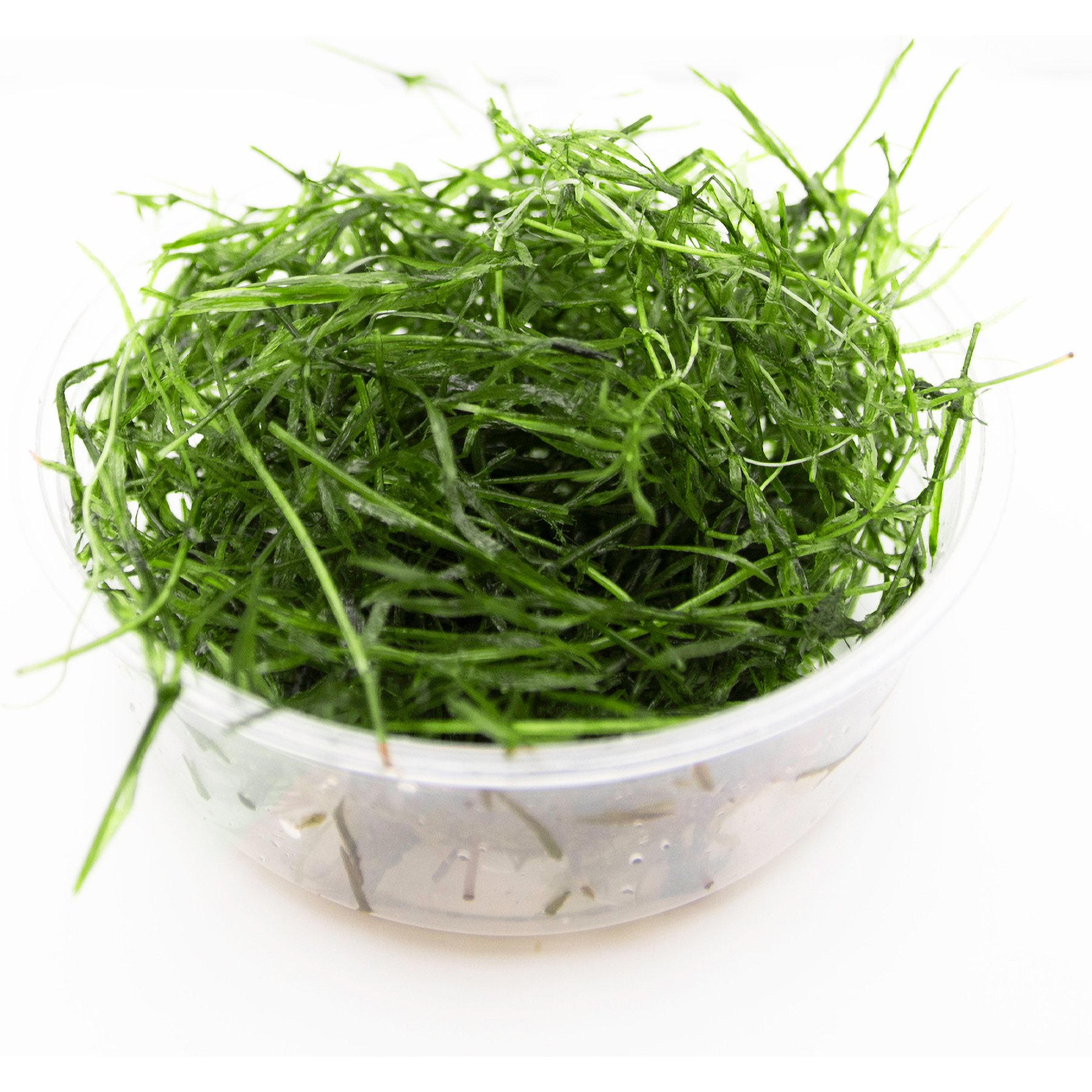 HydrOasis Guppy Grass Live Pond & Aquarium Plant Portion