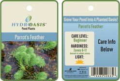 HydrOasis Parrot's Feather Surface Live Pond Plant, 3 count slide 2 of 4