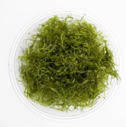 HydrOasis Weeping Moss Live Aquarium Plant Portion slide 2 of 4