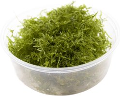 HydrOasis Weeping Moss Live Aquarium Plant Portion