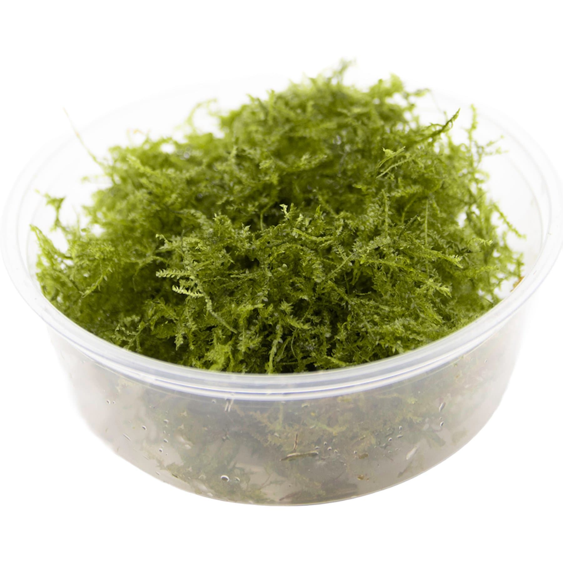 HydrOasis Weeping Moss Live Aquarium Plant Portion