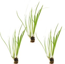 HydrOasis Assorted Iris Potted Live Pond Plant, 3 count