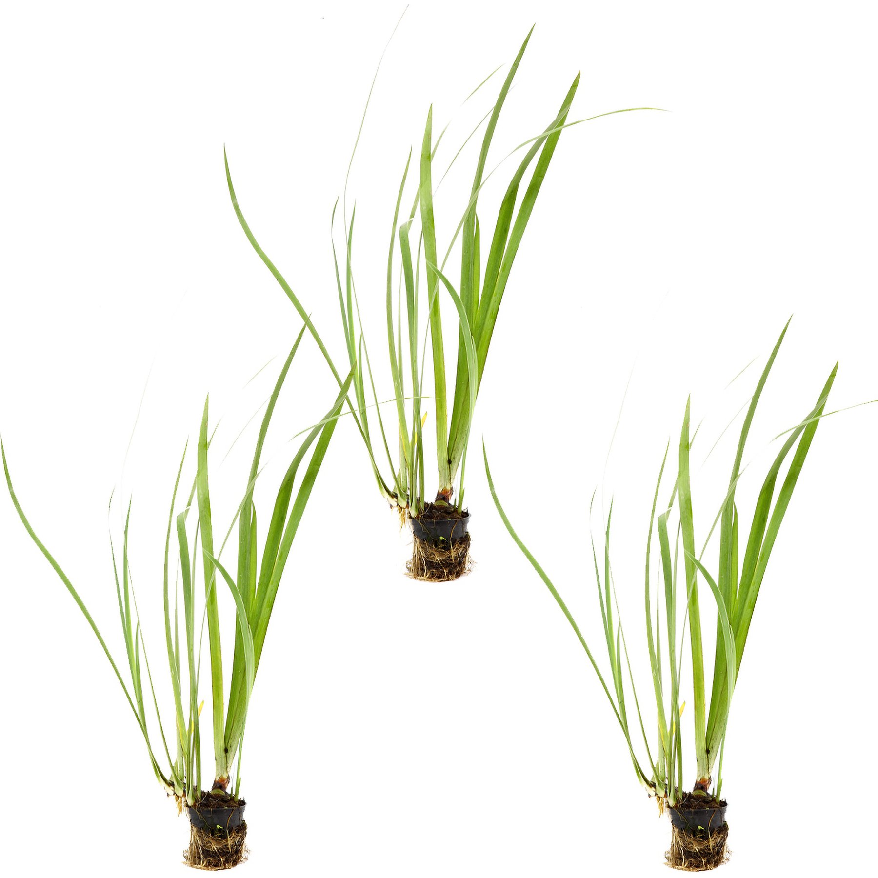 HydrOasis Assorted Iris Potted Live Pond Plant, 3 count