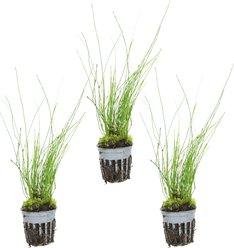 HydrOasis Dwarf Horse Tail Rush Potted Live Pond Plant, 3 count