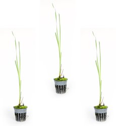 HydrOasis Dwarf Cattail Potted Live Pond Plant, 3 count