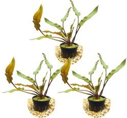 HydrOasis Crypt Wendtii Red Submerged Potted Live Aquarium Plant, 3 count