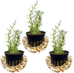 HydrOasis Rotala Wallichii Submerged Potted Live Aquarium Plant, 3 count