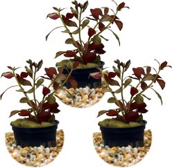 HydrOasis Dark Red Ludwigia Submerged Potted Live Aquarium Plant, 3 count