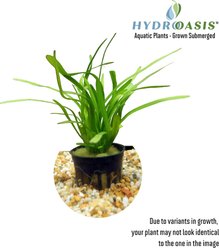 HydrOasis Dwarf Sagittaria Submerged Potted Live Aquarium Plant, 3 count slide 2 of 4
