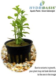 HydrOasis Moneywort Submerged Potted Live Aquarium & Pond Plant, 3 count slide 2 of 4