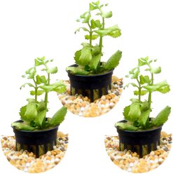 HydrOasis Wisteria Submerged Potted Live Aquarium Plant, 3 count