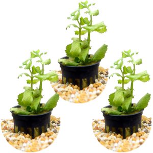 HydrOasis Wisteria Submerged Potted Live Aquarium Plant, 3 count