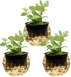 HydrOasis Lemon Bacopa Submerged Potted Live Aquarium Plant, 3 count
