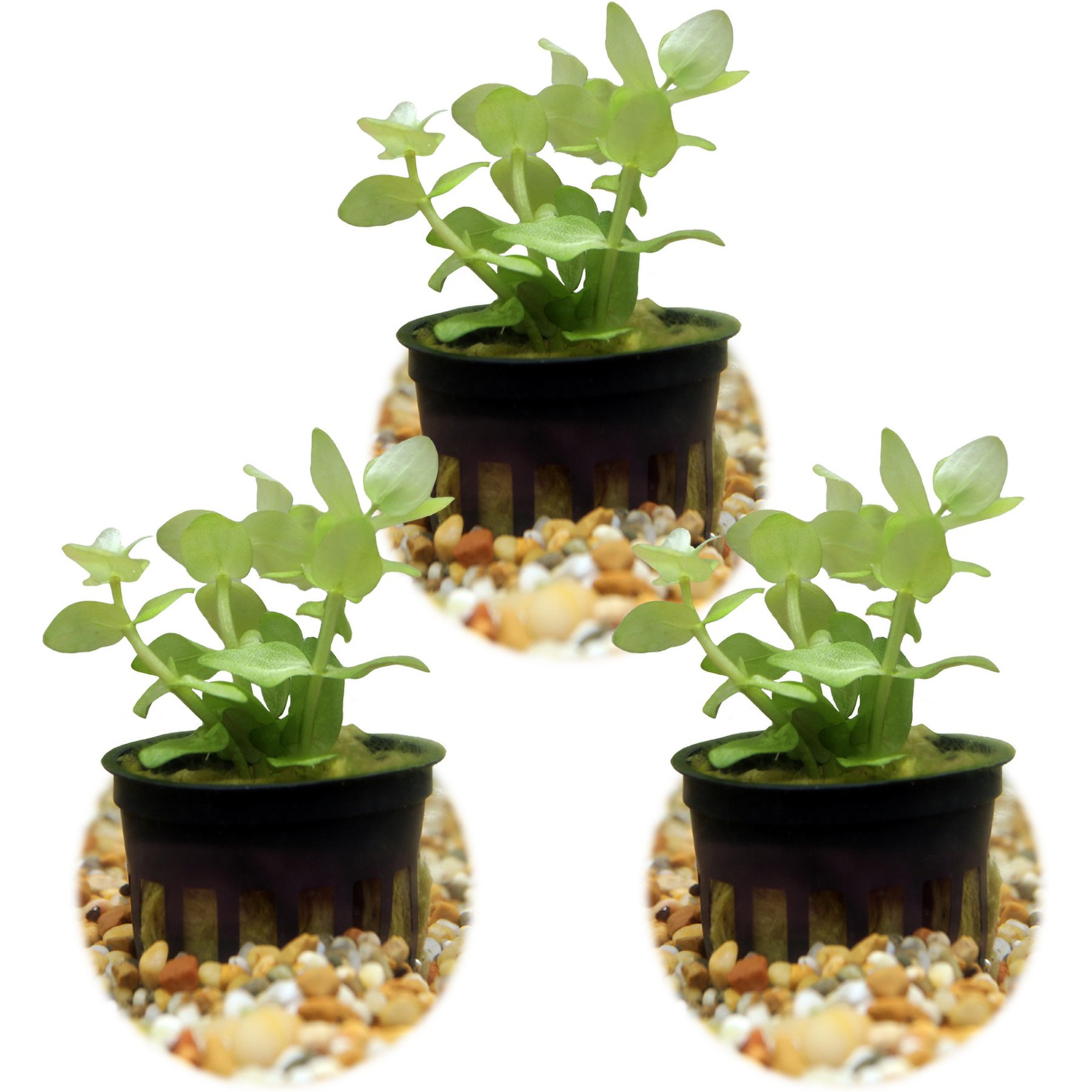 HydrOasis Lemon Bacopa Submerged Potted Live Aquarium Plant, 3 count