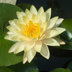 HydrOasis Hardy Water Lily Live Pond Plant, Yellow