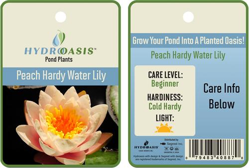 Show full view: HydrOasis Hardy Water Lily Live Pond Plant, Peach slide 5 of 5
