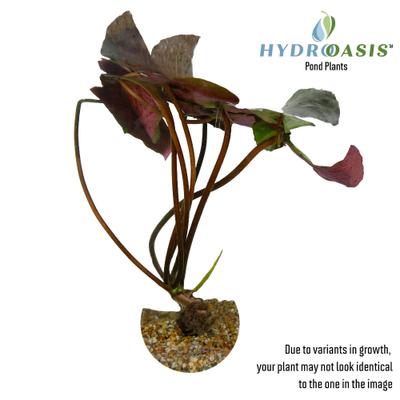 Show full view: HydrOasis Hardy Water Lily Live Pond Plant, Peach slide 4 of 5