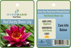 HydrOasis Hardy Water Lily Live Pond Plant, Red slide 2 of 5