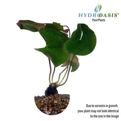 Show full view: HydrOasis Hardy Water Lily Live Pond Plant, Red slide 3 of 5