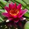 Show in main carousel: HydrOasis Hardy Water Lily Live Pond Plant, Red slide 1 of 5