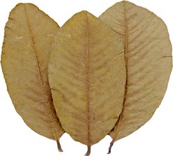 HydrOasis Guava Leaves Fish Plant, 10 count slide 2 of 9