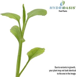HydrOasis Obedient Potted Live Pond Plant, 3 count slide 2 of 6
