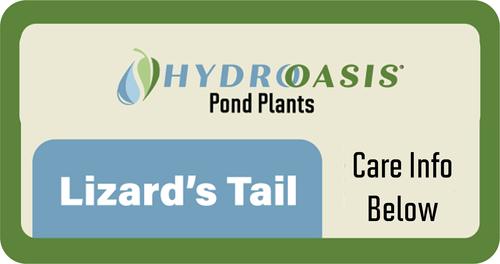Show full view: HydrOasis Lizard's Tail Potted Live Pond Plant, 3 count slide 6 of 6