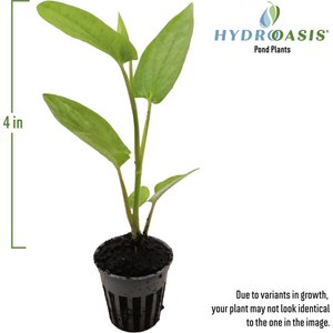 HydrOasis Lizard's Tail Potted Live Pond Plant, 3 count