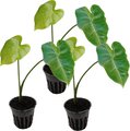 HydrOasis Green Taro Potted Live Pond Plant, 3 count
