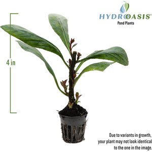 HydrOasis Cardinal Flower Potted Live Pond Plant, 3 count